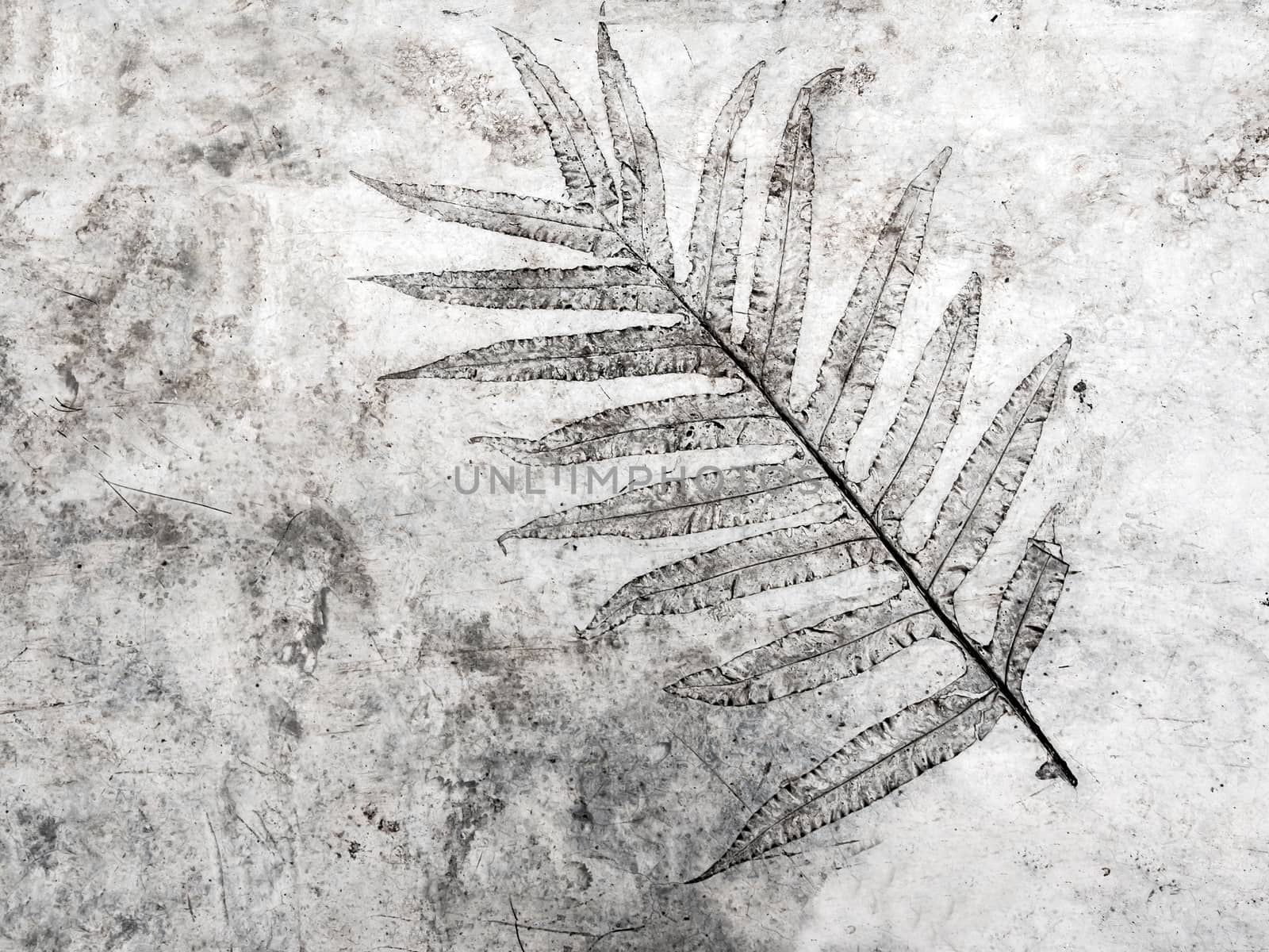 Leaf texture in concrete floor surface