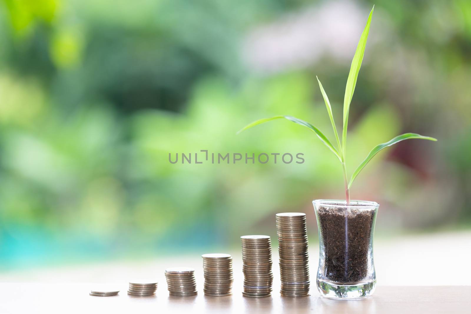 Coin ladder. Placed from low to high.  Seedlings growing in a glass bottle placed close to each other.Investment concept The growth of the investment property business saves money for business owners.