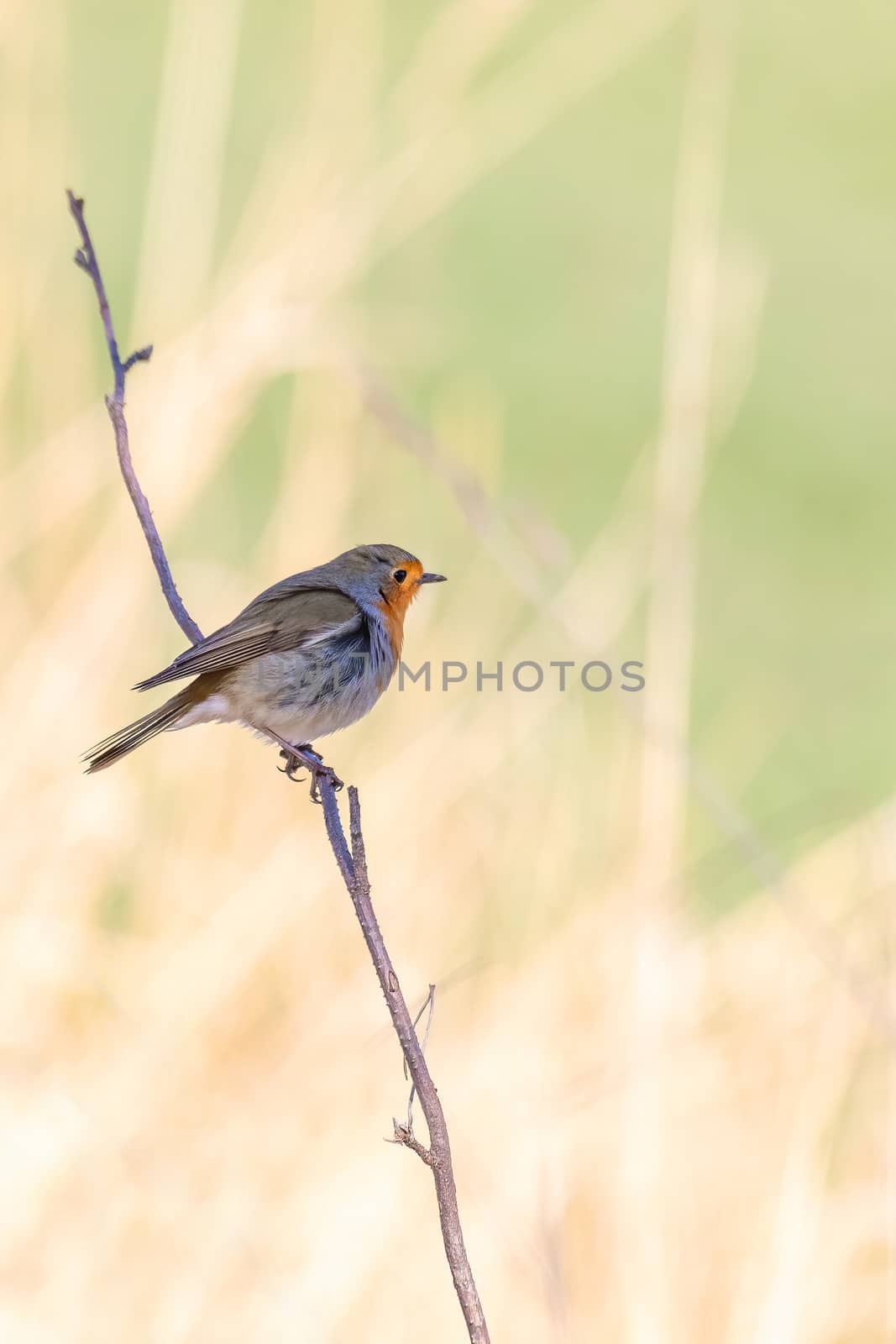 small songbird European Robin Red Breast perched on twig in spring time. Beautiful bokeh background. European bird wildlife, czech republic