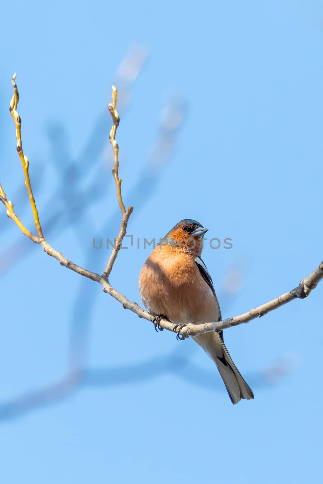 beautiful small beautiful bird, common chaffinch (Fringilla coelebs) perched on the branch, songbird in nature. Europe Czech Republic wildlife