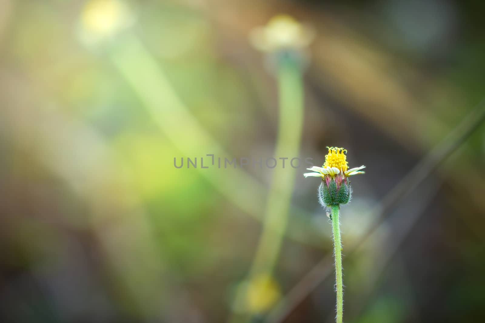 Flower of grass in green natural background at tropical forest.  by SaitanSainam