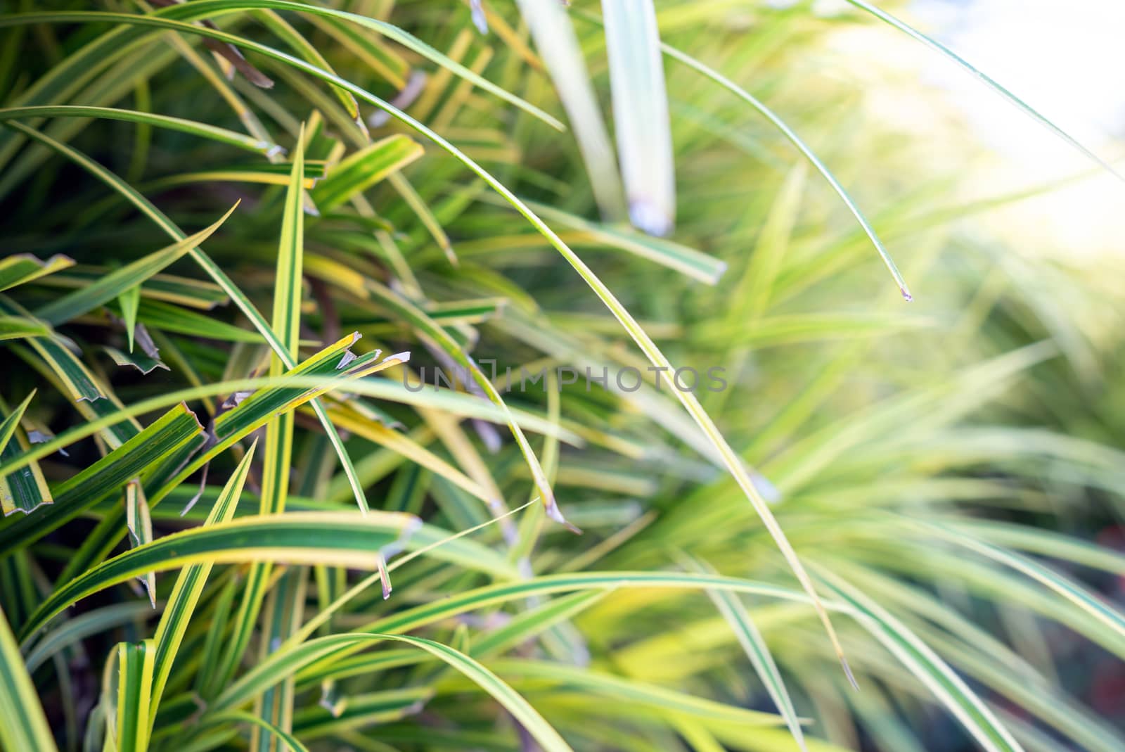 Closeup Variegated Lily Turf, Greenary Botanic Background. by chadchai_k