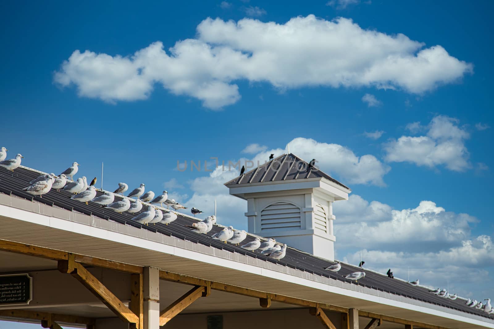 Many seagulls on the metal roof of a pier