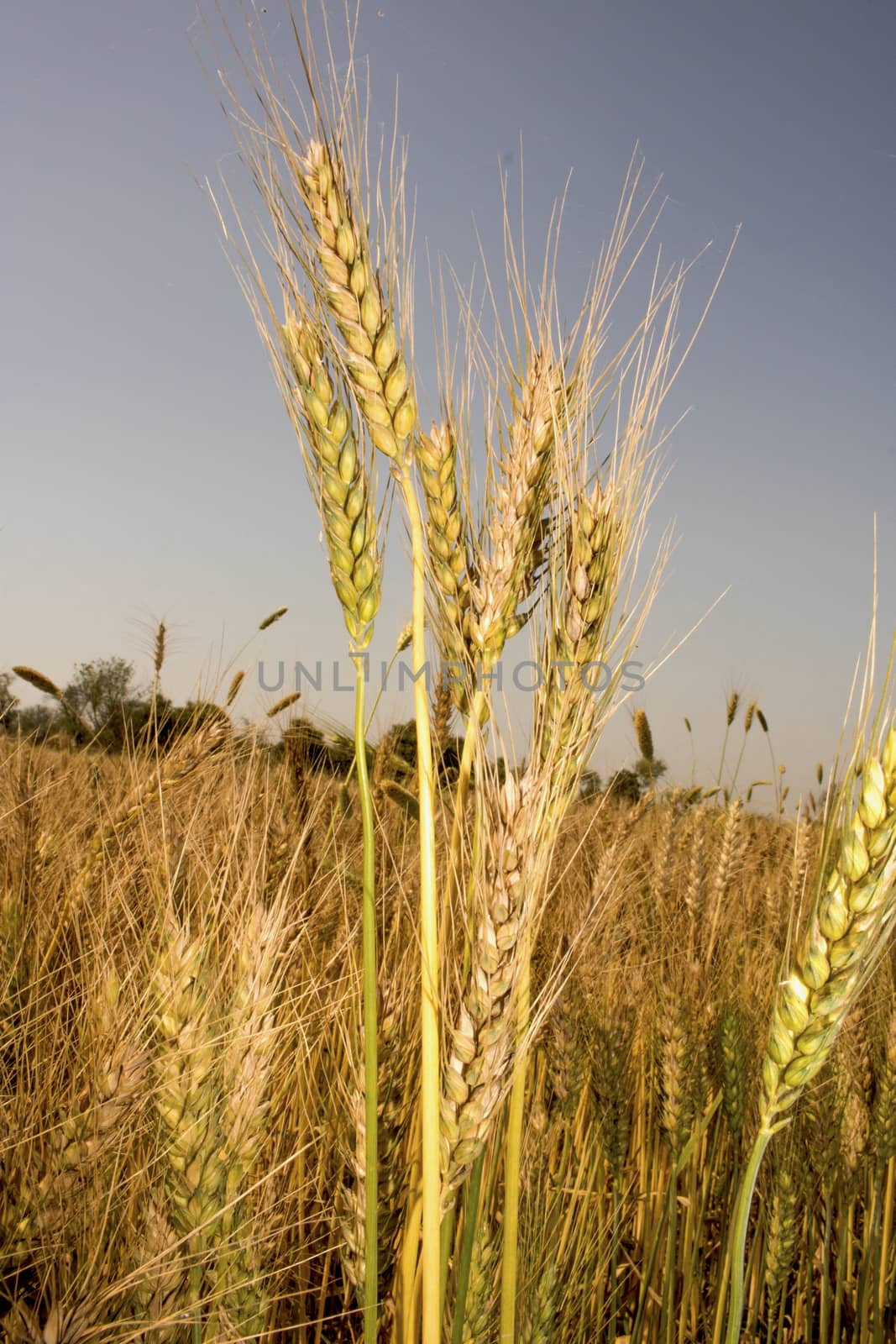 Golden wheat field, Golden wheat close up, Background of ripening golden wheat field