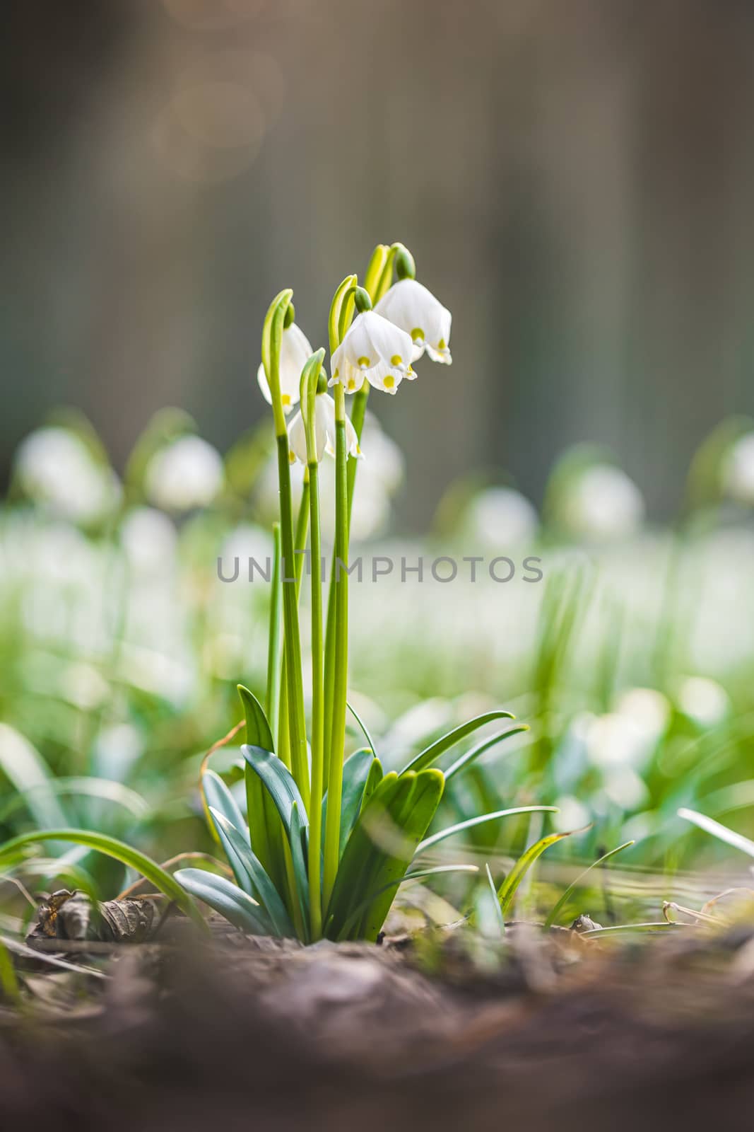 Leucojum vernum or spring snowflake - blooming white flowers in early spring in the forest, closeup macro picture. by petrsvoboda91