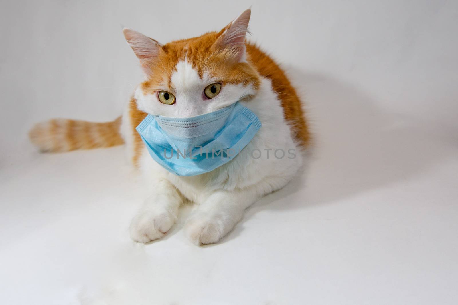 Cat in a medical, antiviral mask  against a white background
