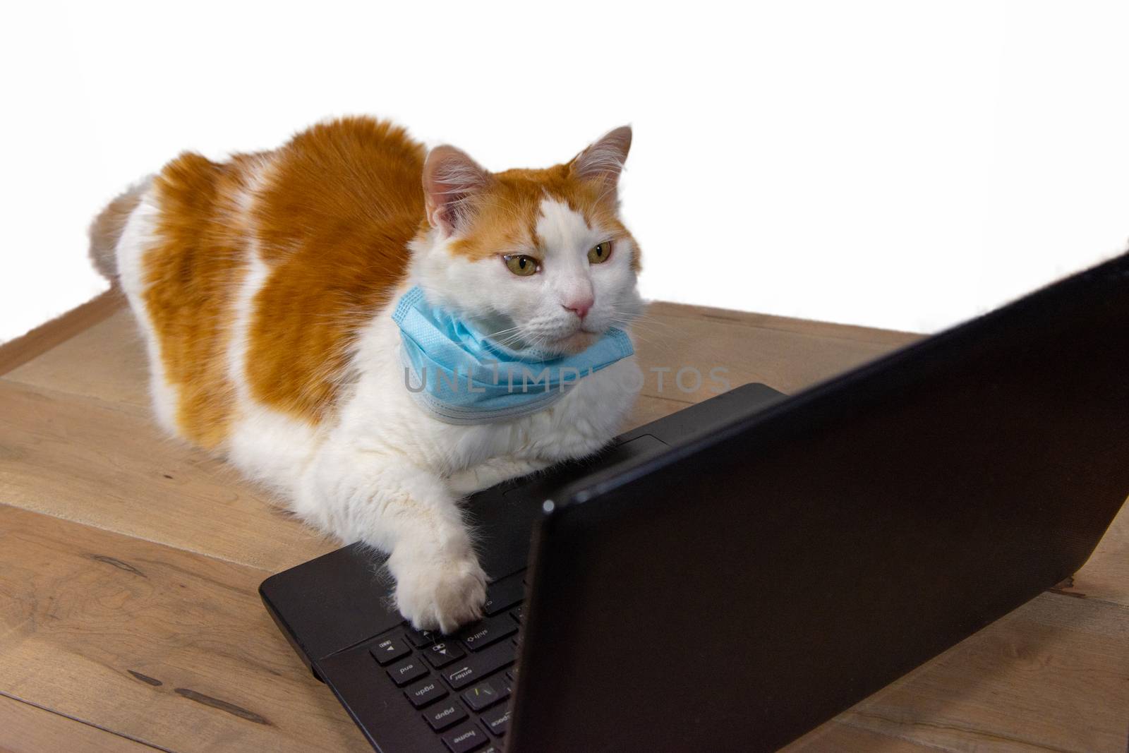 Internet News for Cats by ben44