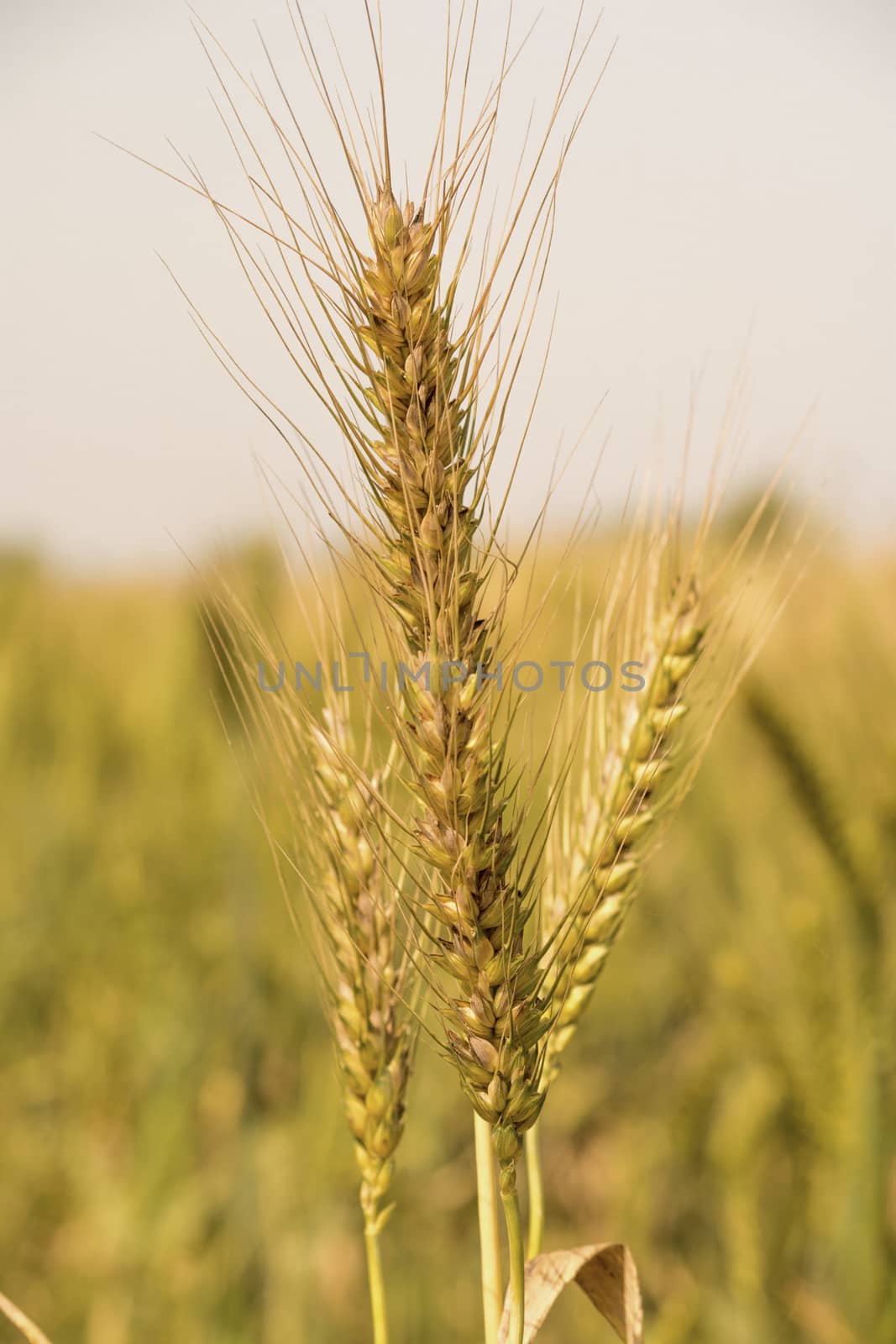 Green wheat field, Green wheat close up, Background of ripening green wheat field