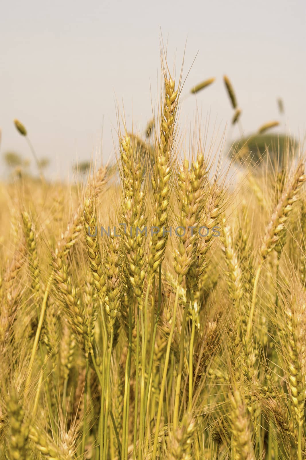 Green wheat field, Green wheat close up, Background of ripening green wheat field