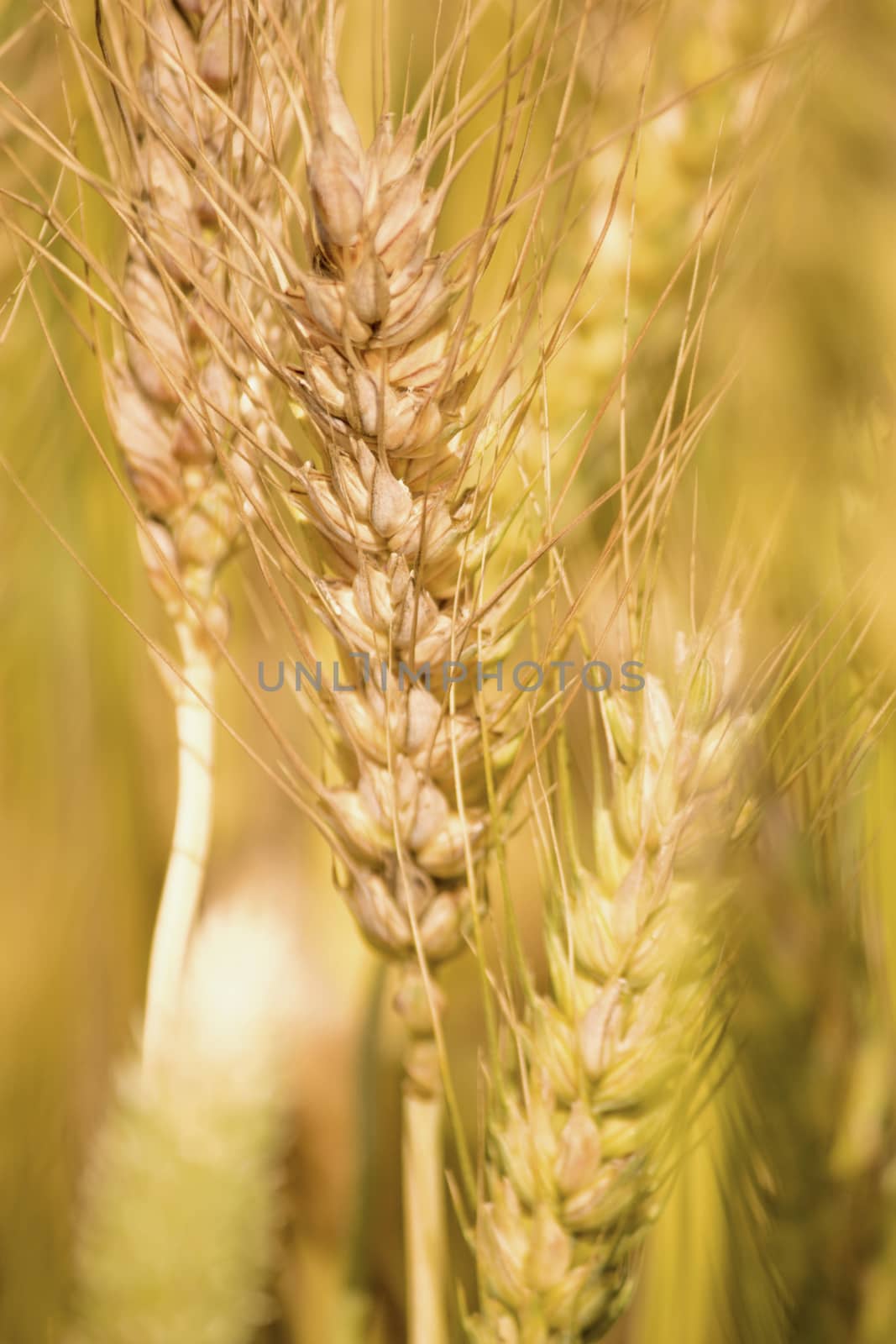 Golden wheat field, Golden wheat close up, Background of ripening golden wheat field