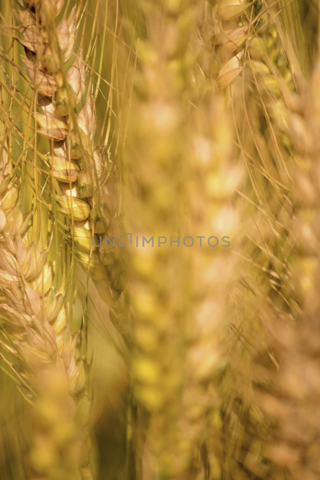 Golden wheat field, Golden wheat close up, Background of ripening golden wheat field