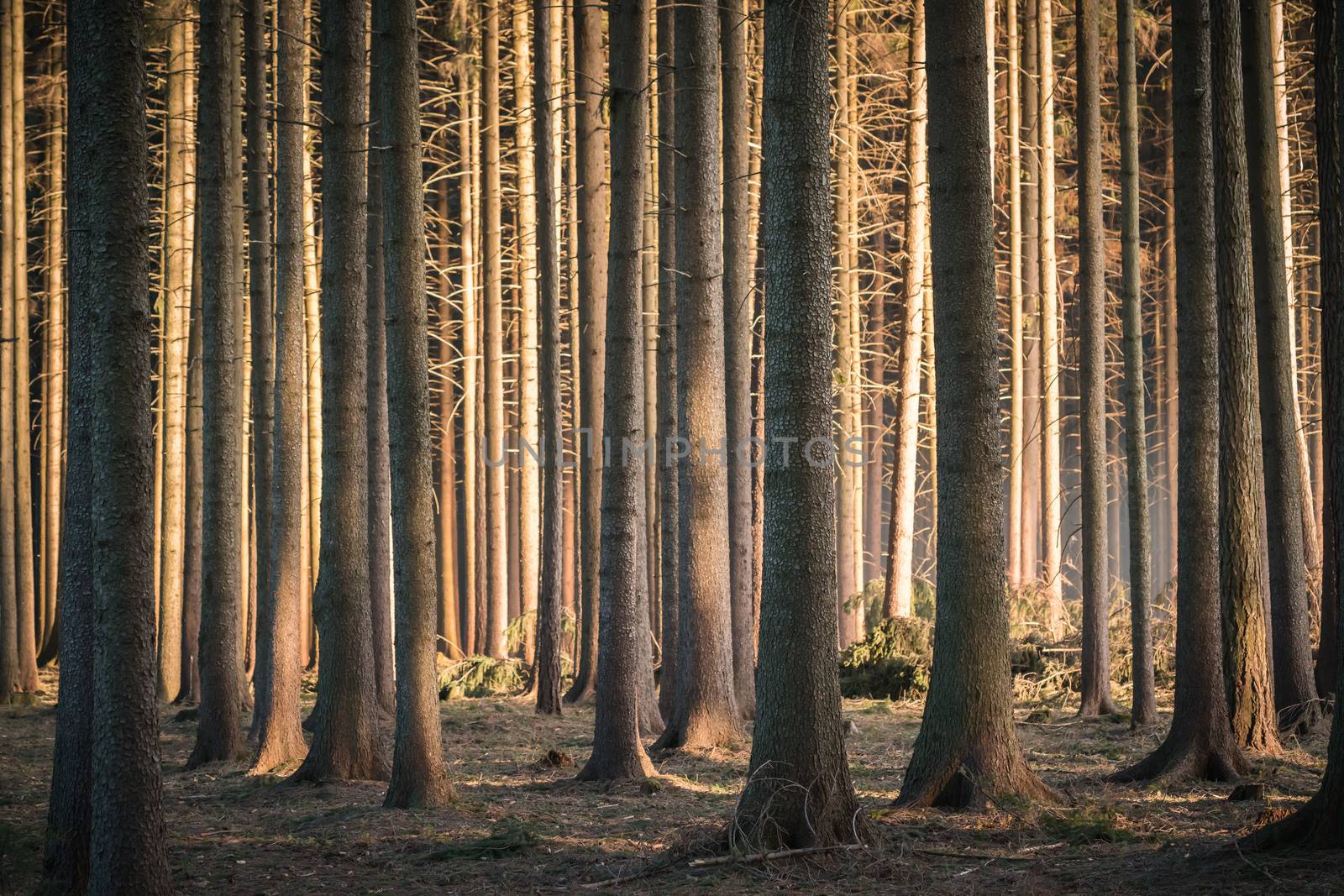 Calming dark forest scene with dark and creepy looking trees, sun glowing from side. by petrsvoboda91