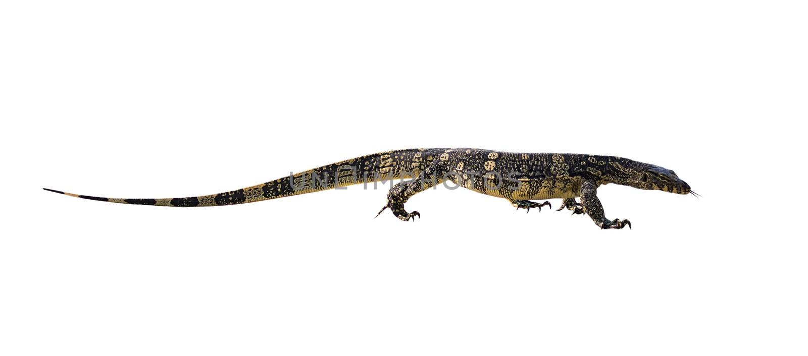 Image of Asian water monitor(Varanus salvator) isolated on white background. Reptile. Wild Animals. 