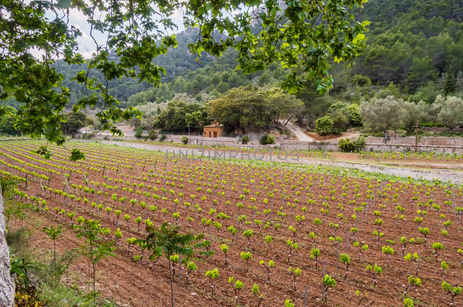 Field of rows of vines in the countryside  by Philou1000