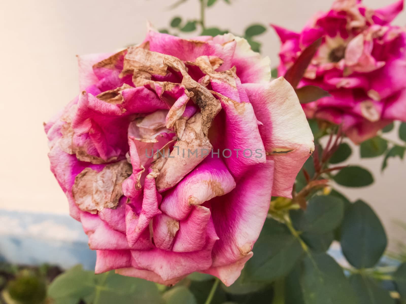 Closeup of two withering roses in the garden. Outdoors with discolored petals.