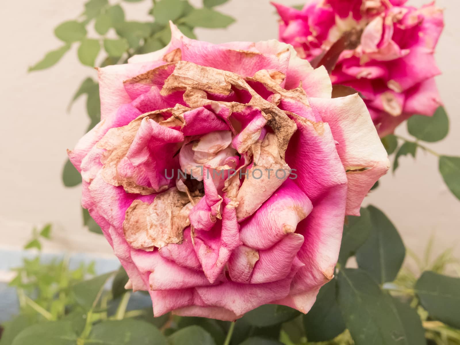 Closeup of two withering roses in the garden. Outdoors.
