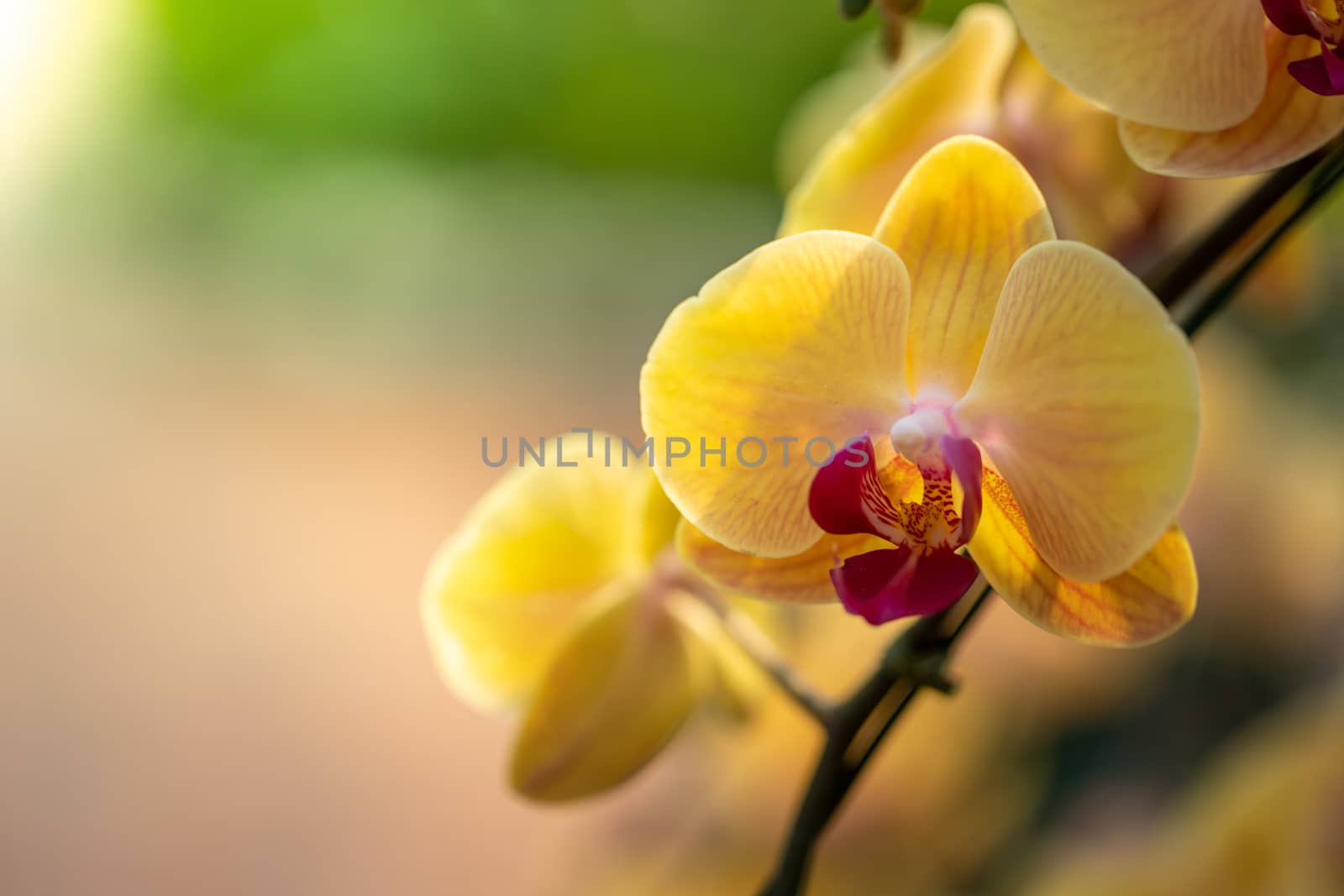 Beautiful blooming orchids in forest, On the bright sunshine