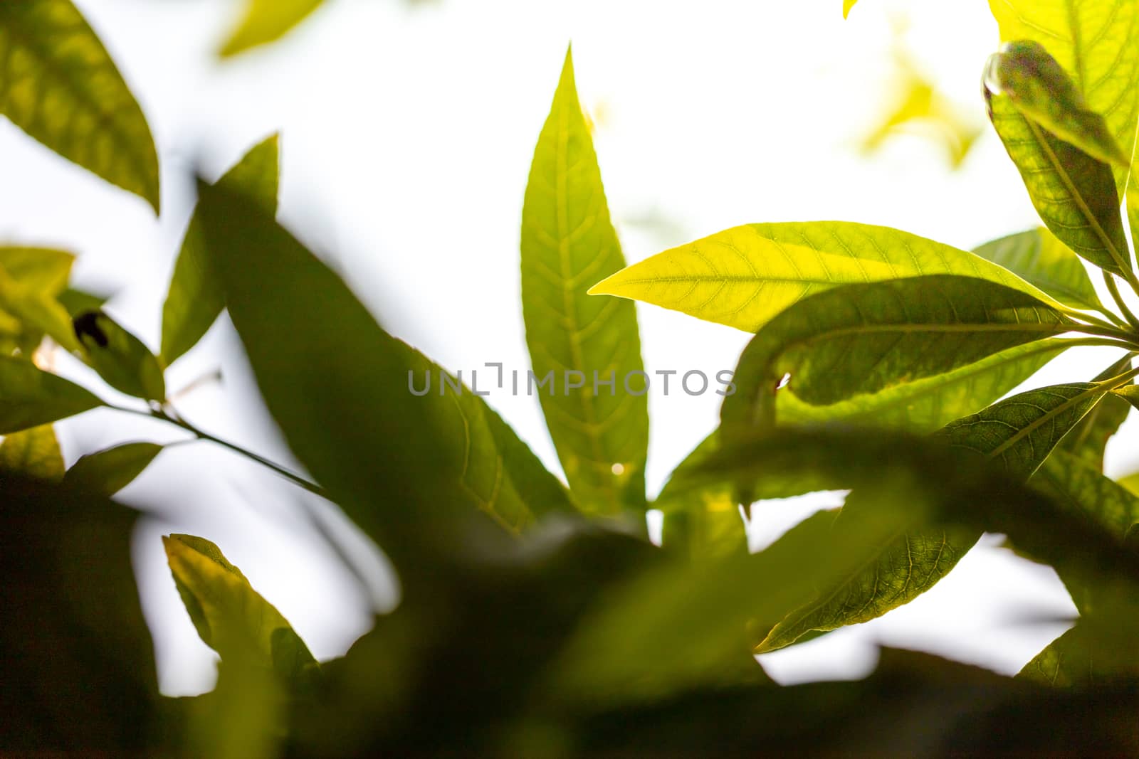 Close Up green leaf under sunlight in the garden. Natural background with copy space.