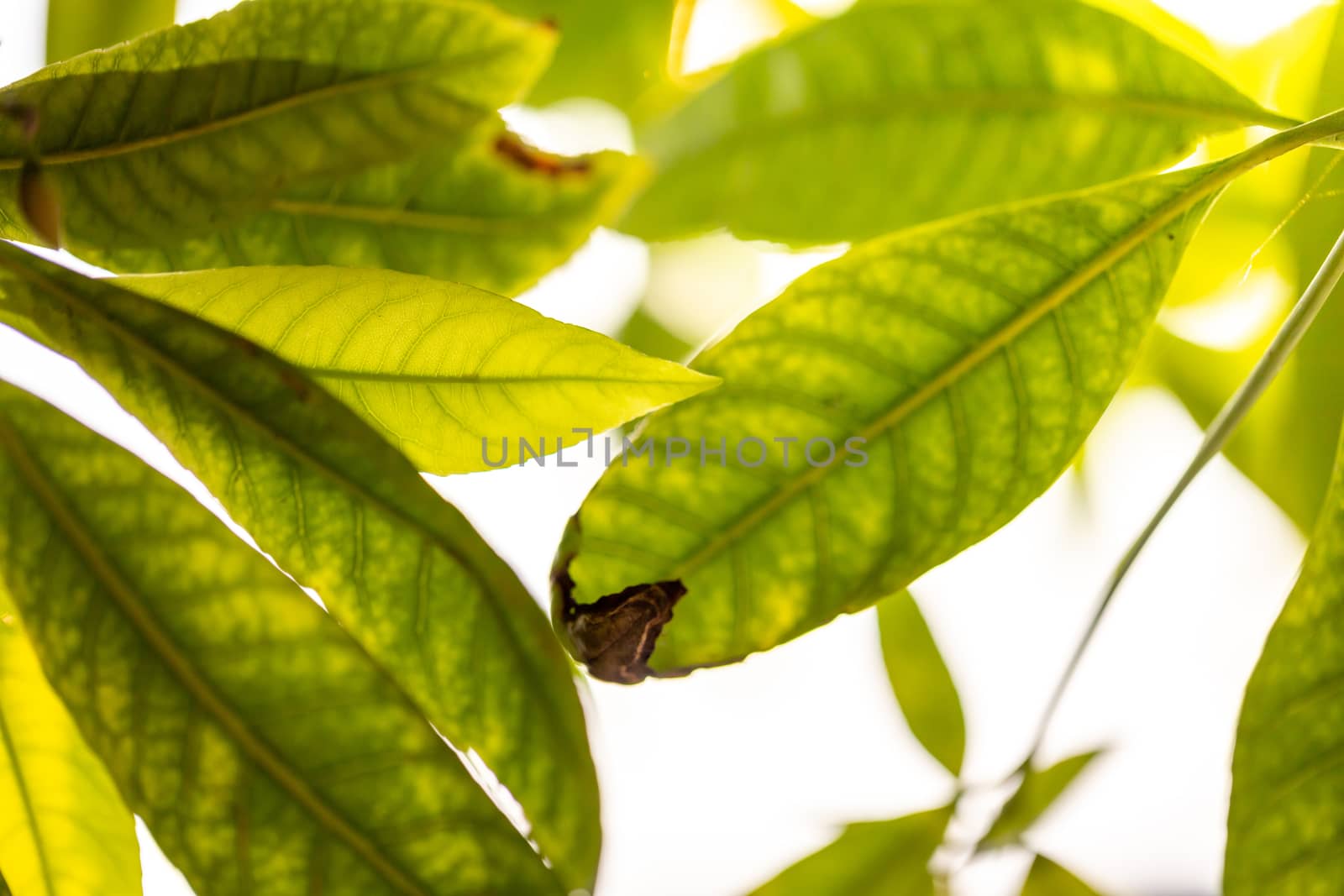 Close Up green leaf under sunlight in the garden. Natural background with copy space.