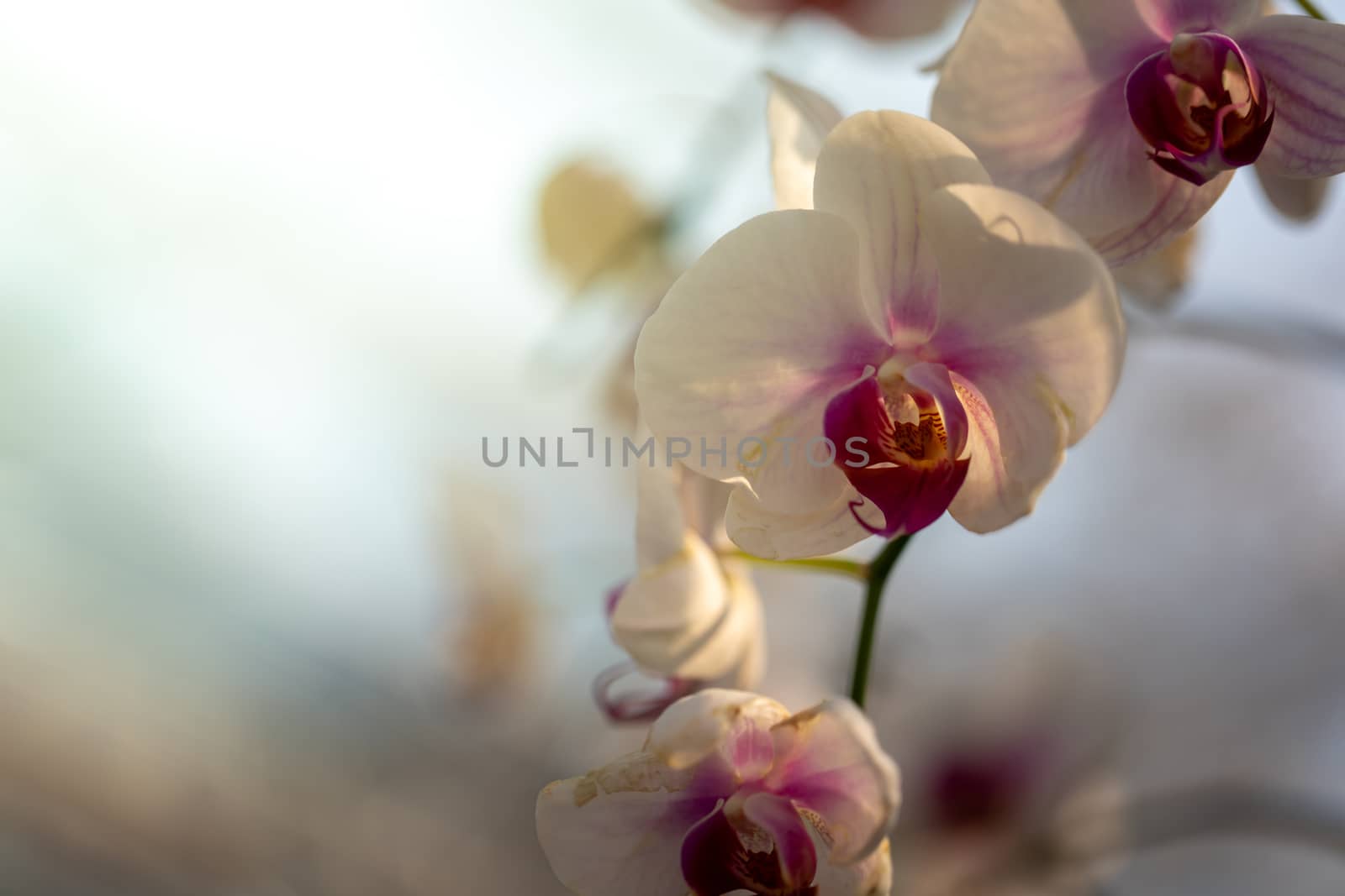 Beautiful blooming orchids in forest, On the bright sunshine