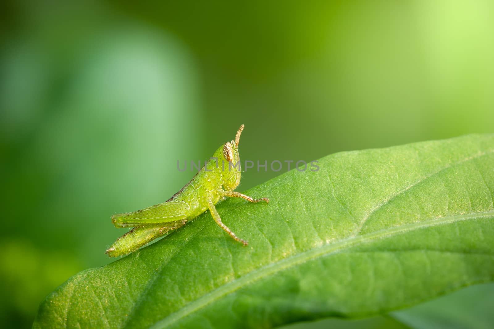 Grasshopper on green leaf in organic farm. by SaitanSainam