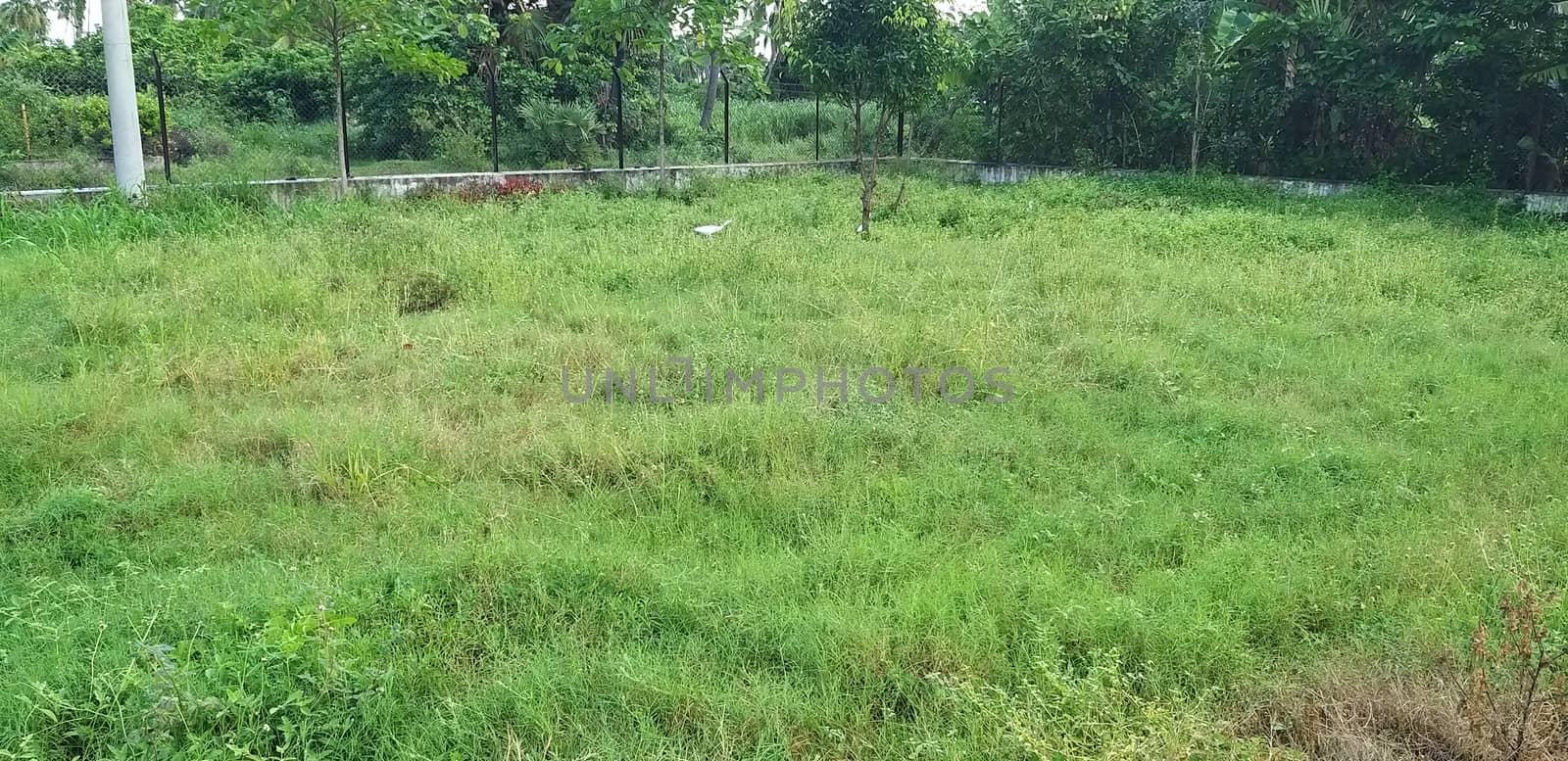 a grassland near pune