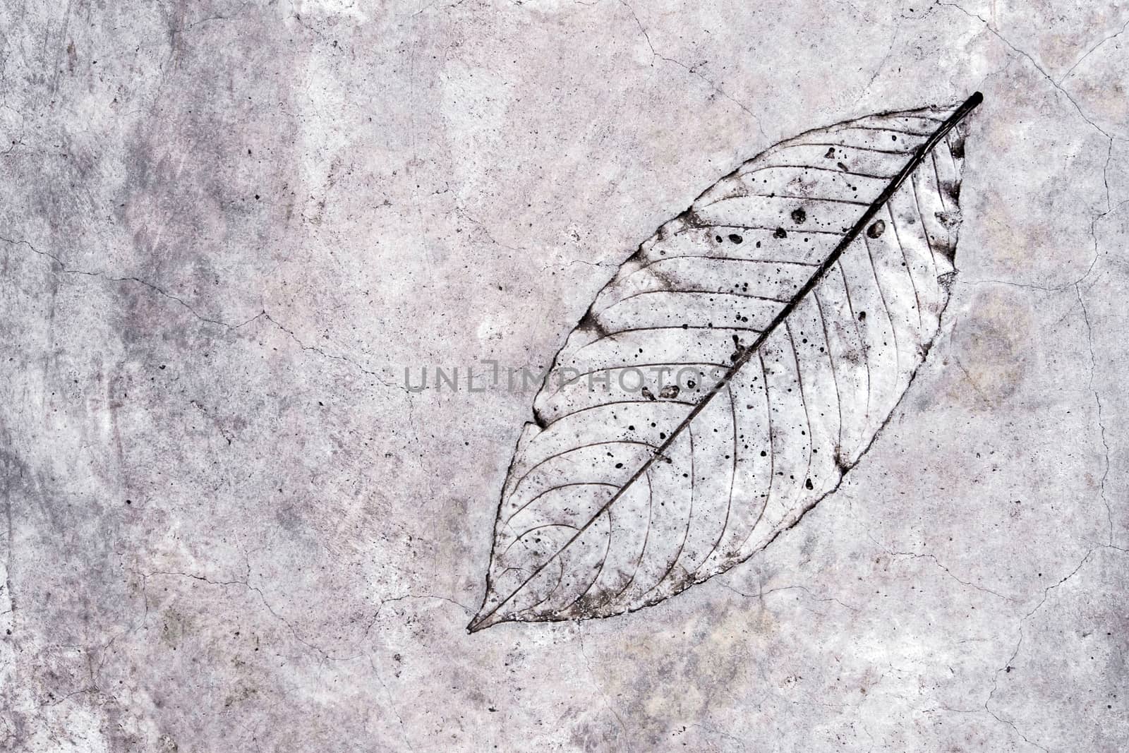 Leaf texture in concrete floor surface