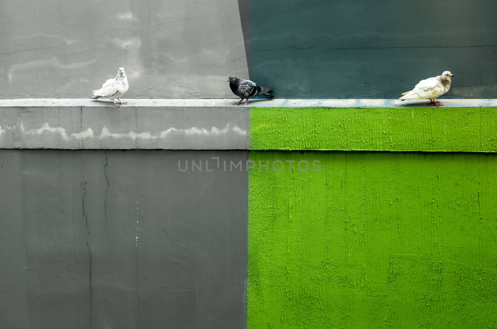 Three Pigeons resting on the concrete moulding beside the building