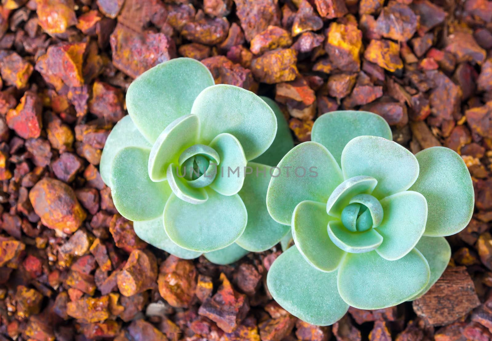 Succulent plant corsican stonecrop, freshness leaves of Orostachys furusei Ohwi grow in the volcanic gravel