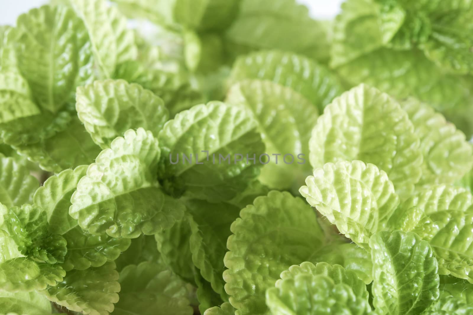 Surface texture on Leaves of ornamental plant background or texture 