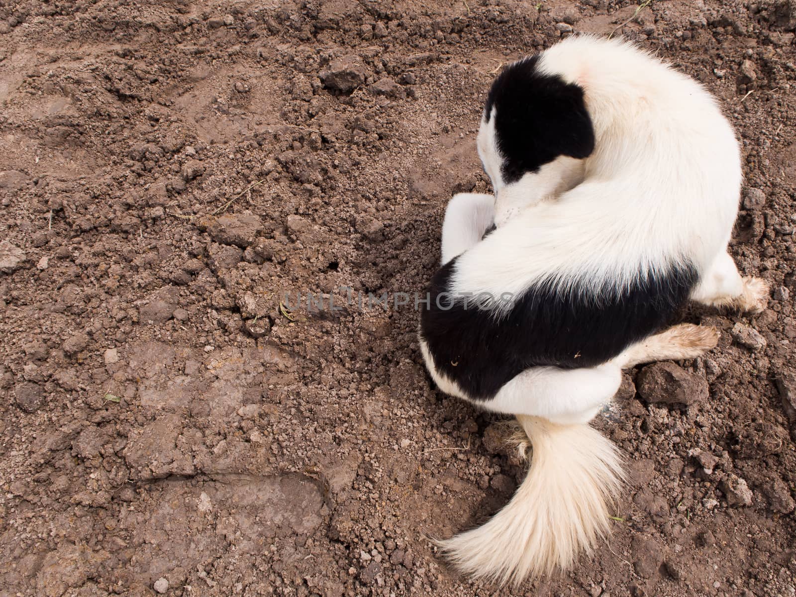 The white and black dog sit on ground