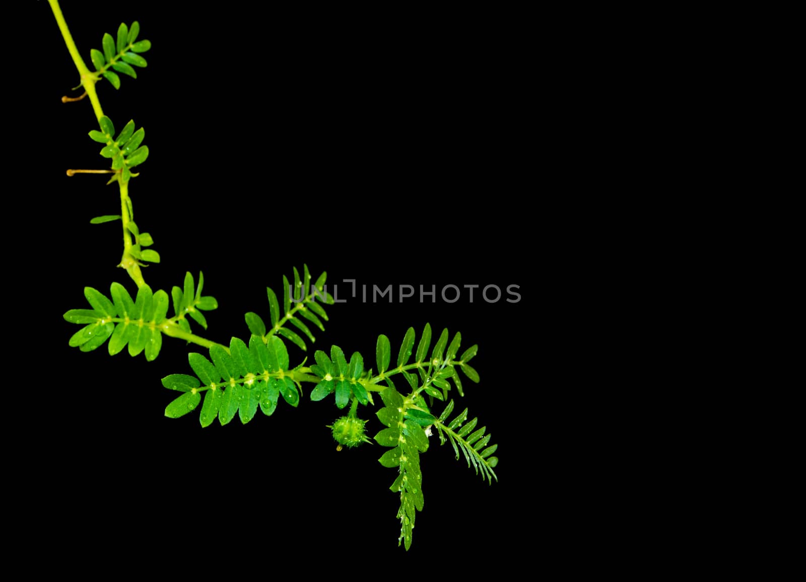 small caltrops weed and leaves, isolated freshness plant on black background