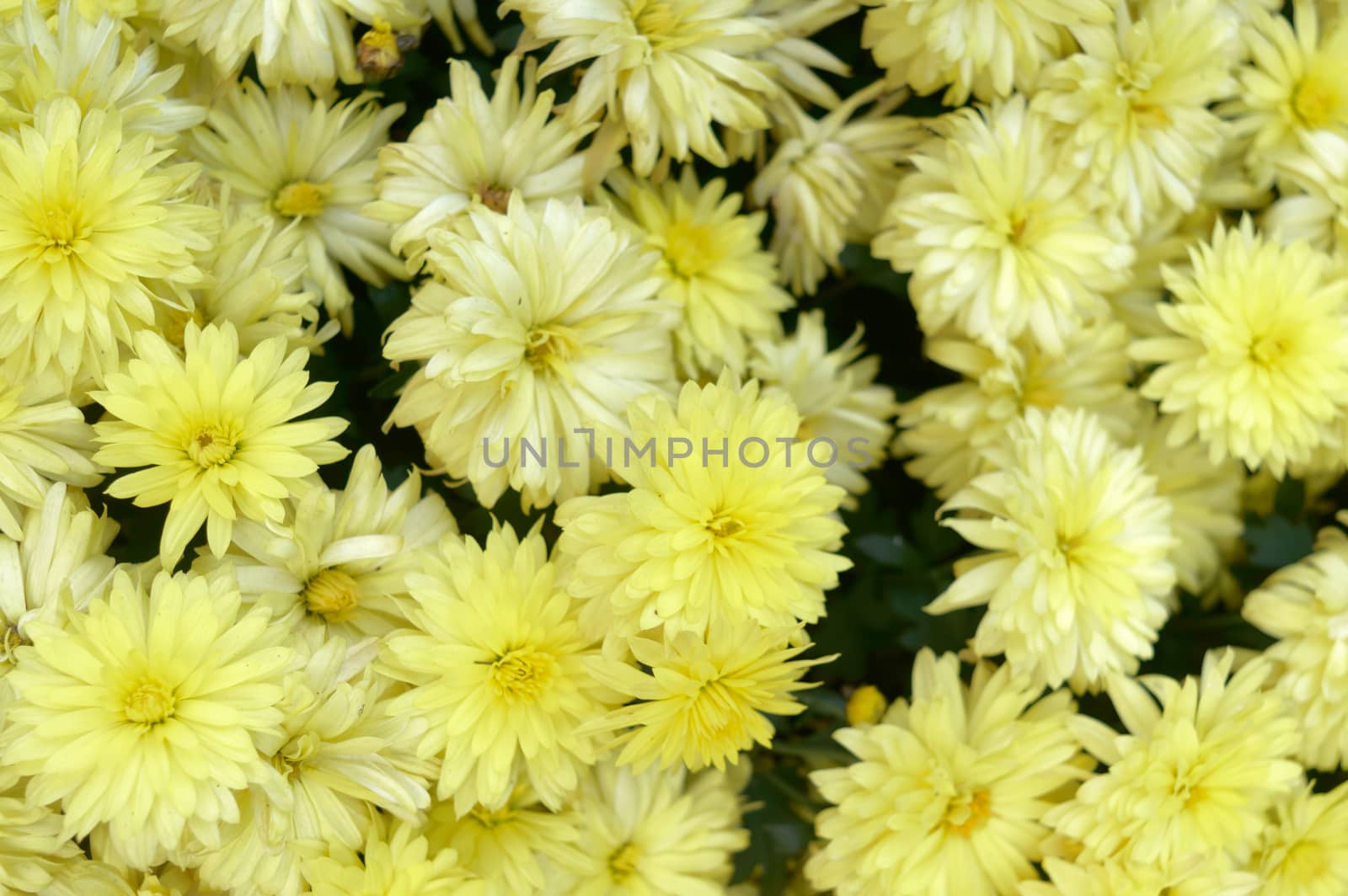 Beautiful yellow real gerbera daisy flower background for wedding backdrop. Beautiful Spring background full of chrysanthemum for valentines day Backdrop. Close-up, romance backgrounds, decoration