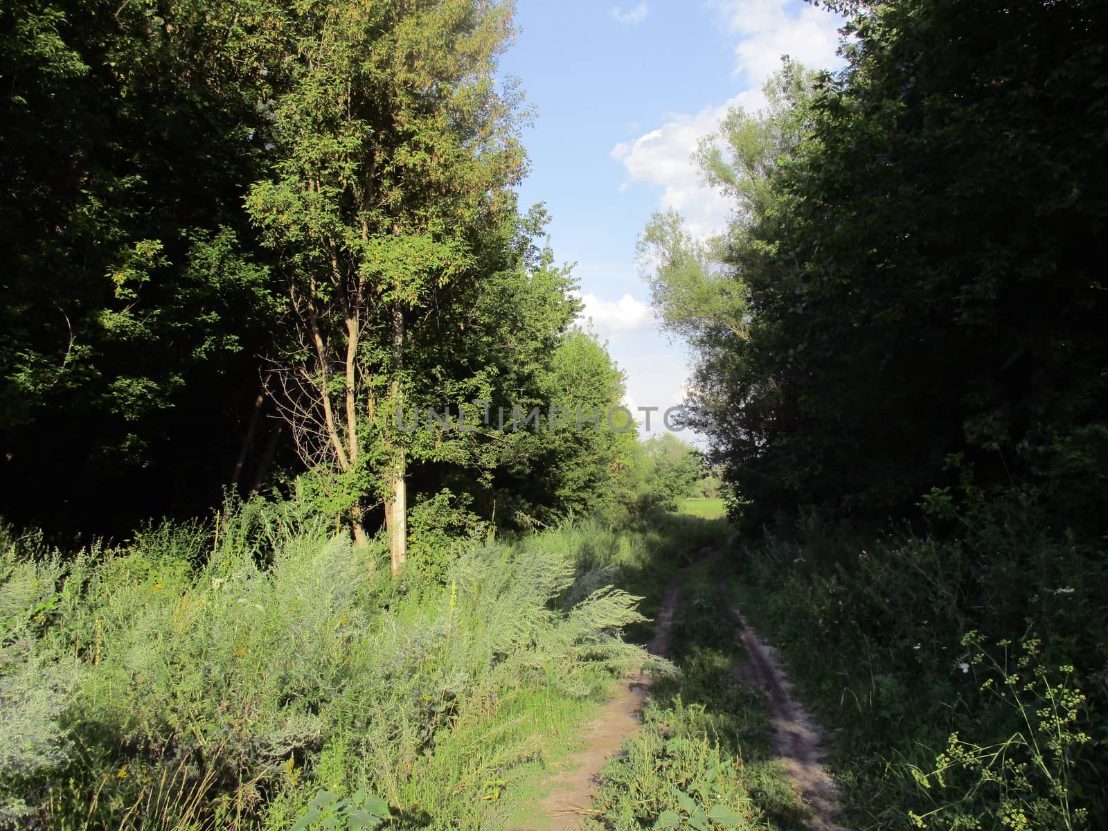 Photo of the country road to the field through the forest, sunny summer day
