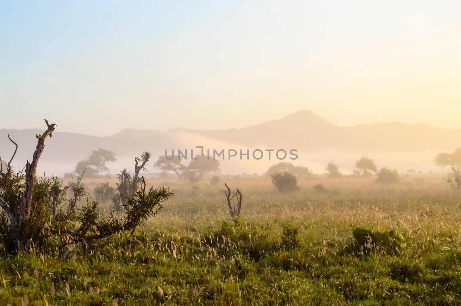 Rise of mist on the savanna and mountains of Tsavo West Park in Kenya