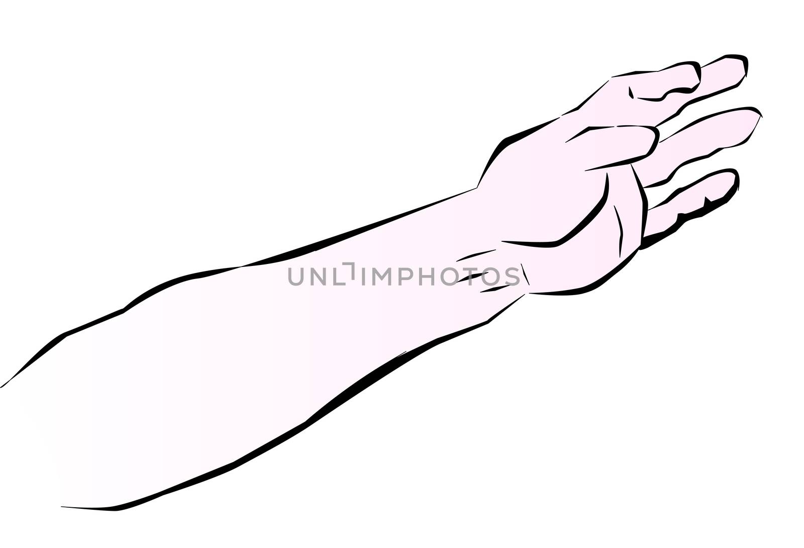 Sketch of a human arm based on sketch by Leonardo Da Vinci