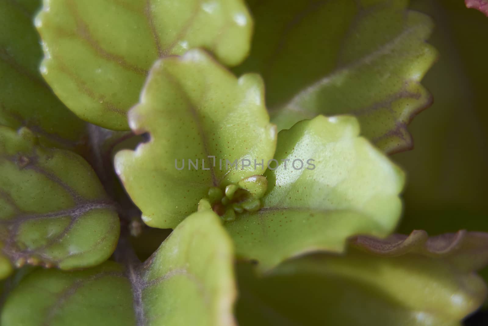 Close-up of a green plant leaf by raul_ruiz