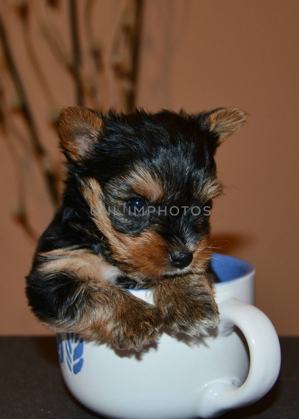 Small dog playing at the dining table in a bowl.The little dog