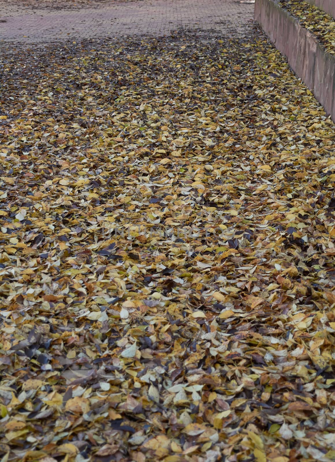 Ground full of brown and ocher autumn leaves