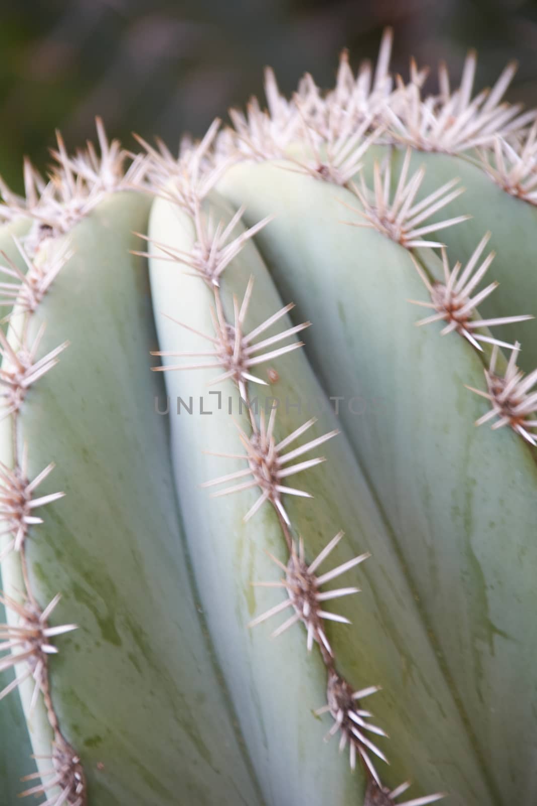 Cactus, leaves with danger of harming Be careful not to pinch yourself