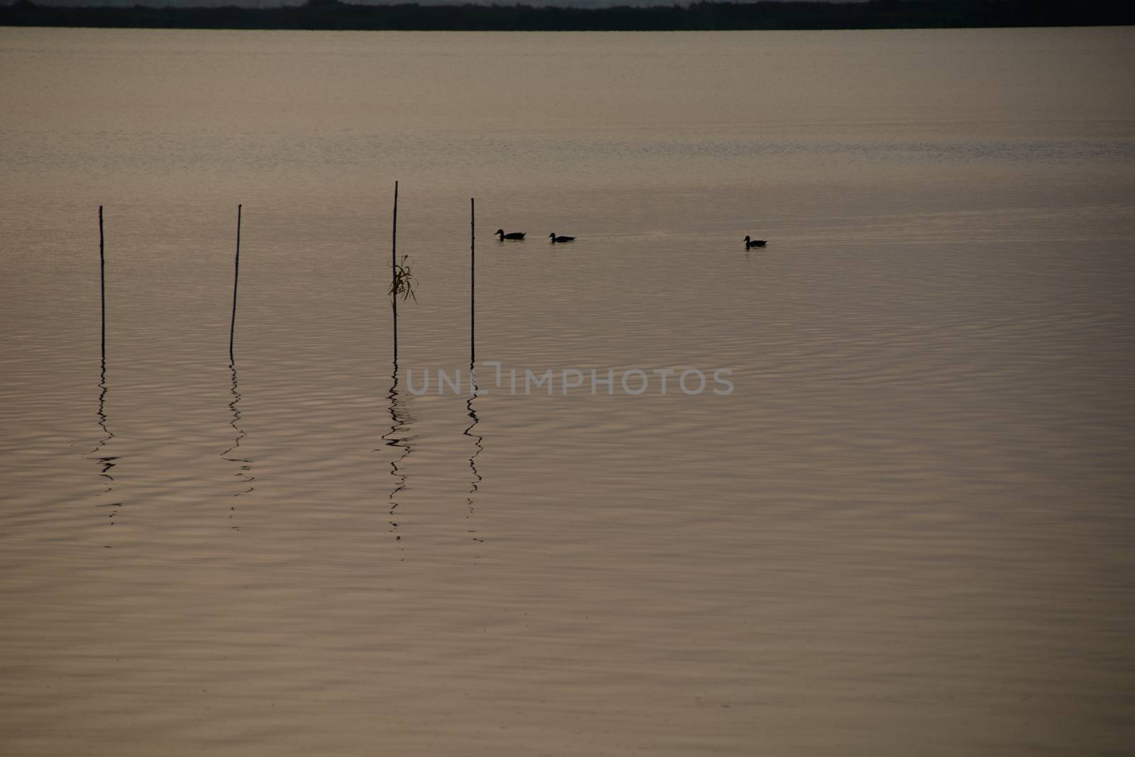 Reflections of the sunset in the lagoon. Sunset lights