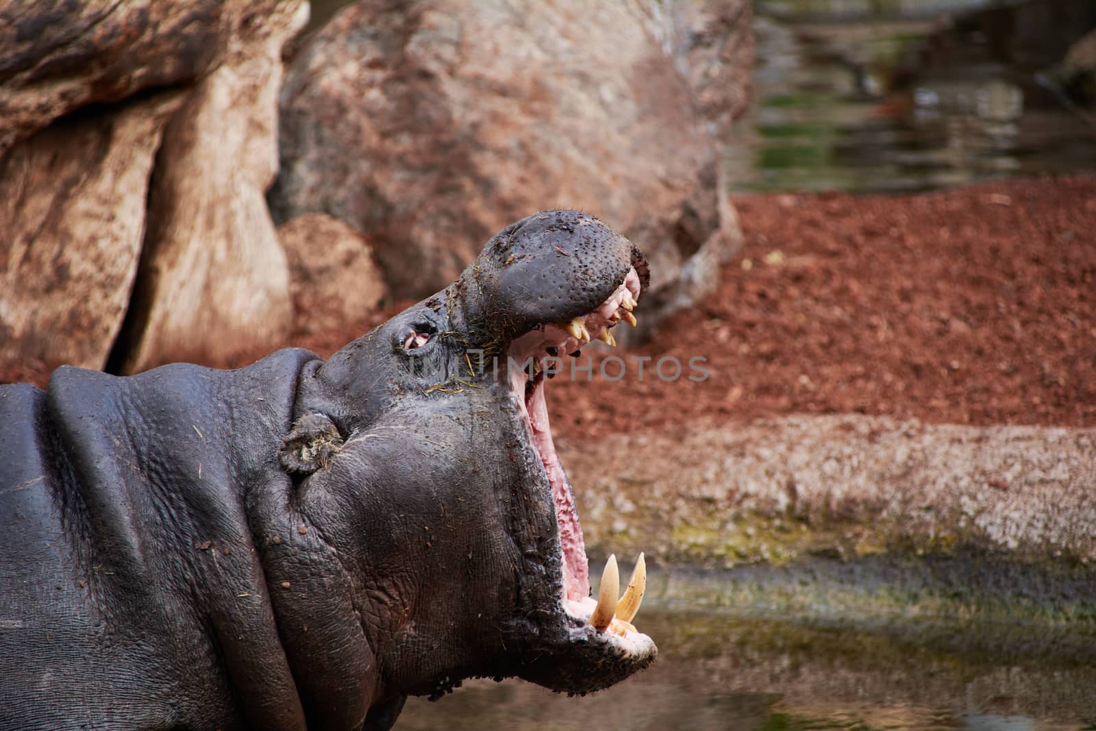 Great hippopotamus waiting for your food