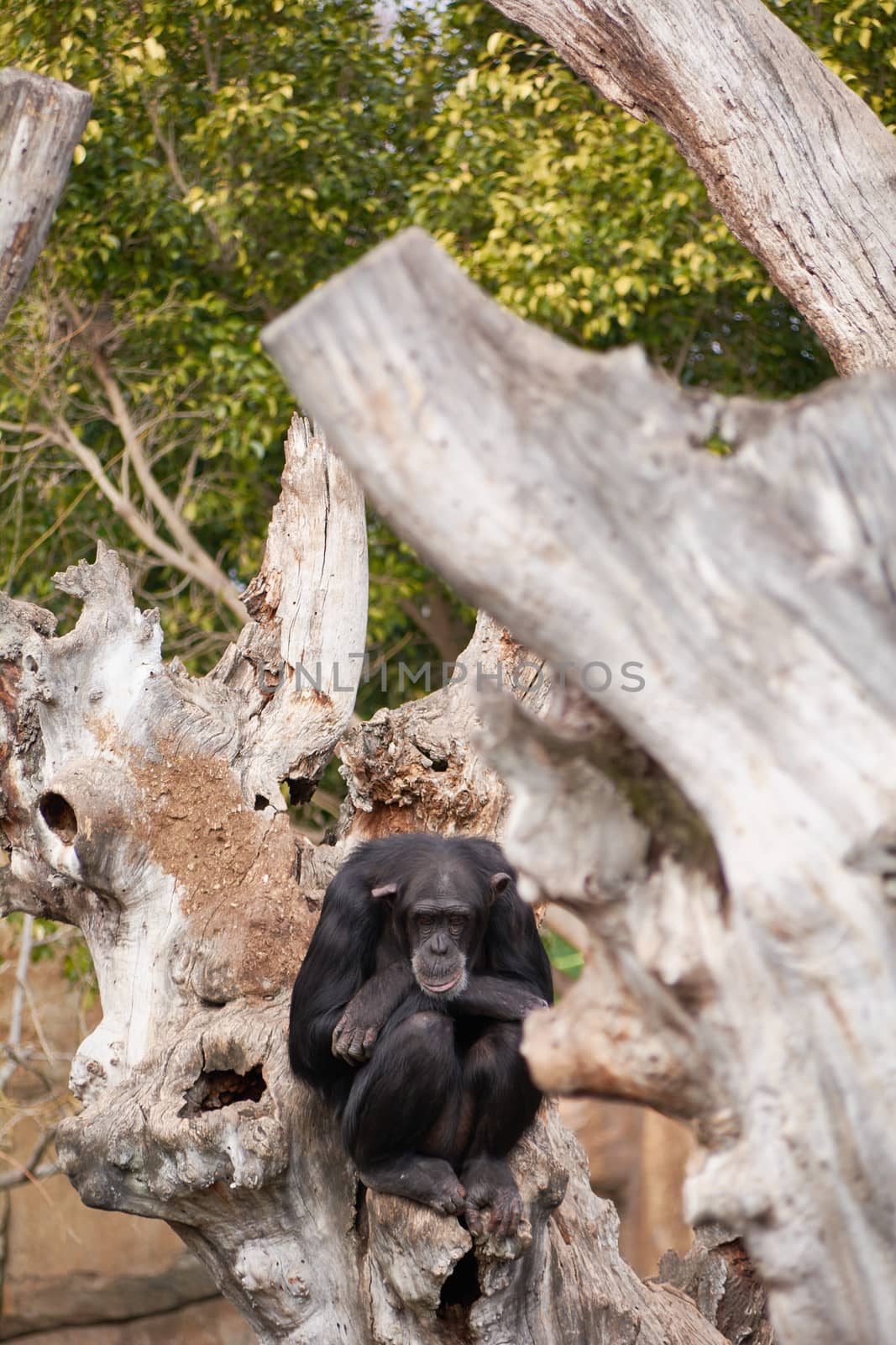 The sadness of a monkey on a tree. The sadness of the moment