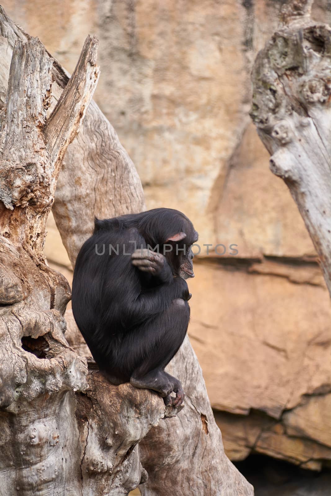 The sadness of a monkey on a tree by raul_ruiz