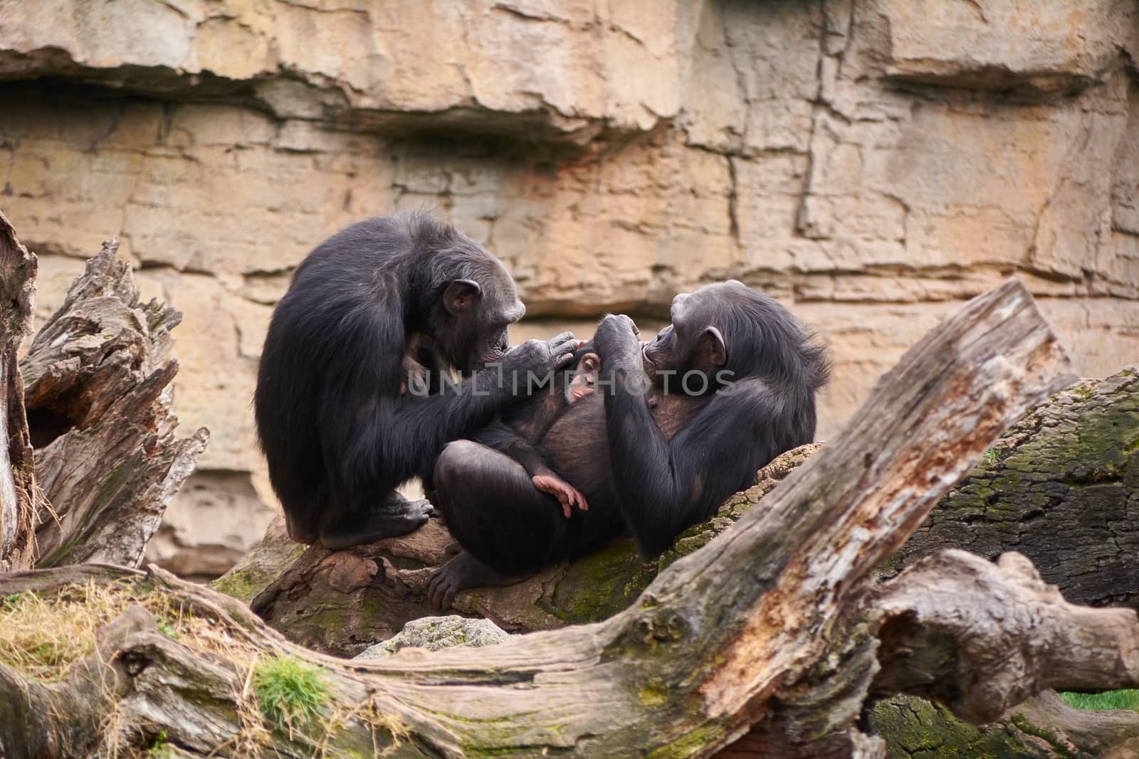 Two female chimpanzees caring for calf, mother's love, large trunk of tree