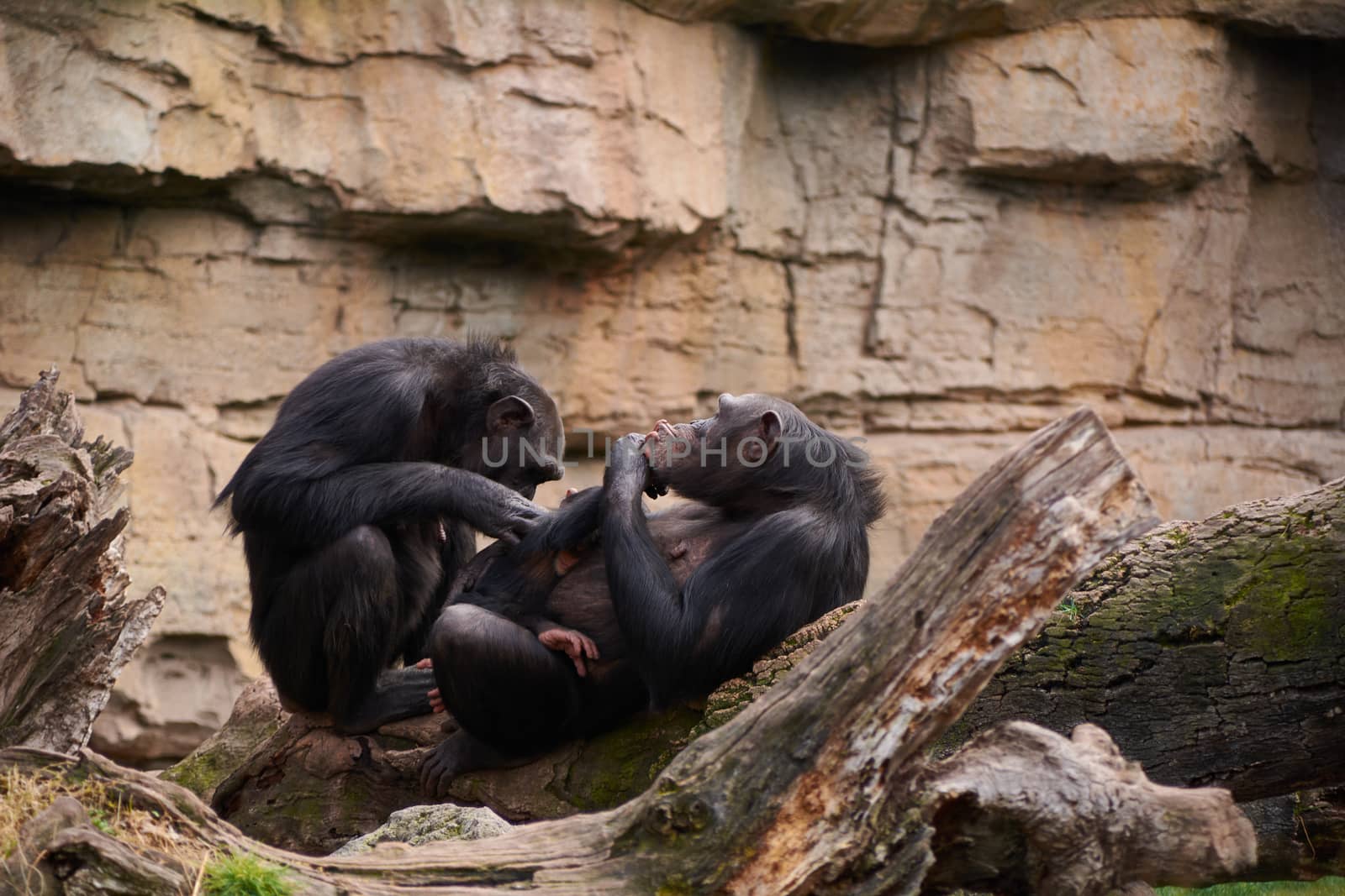 Two female chimpanzees caring for calf, mother's love, by raul_ruiz