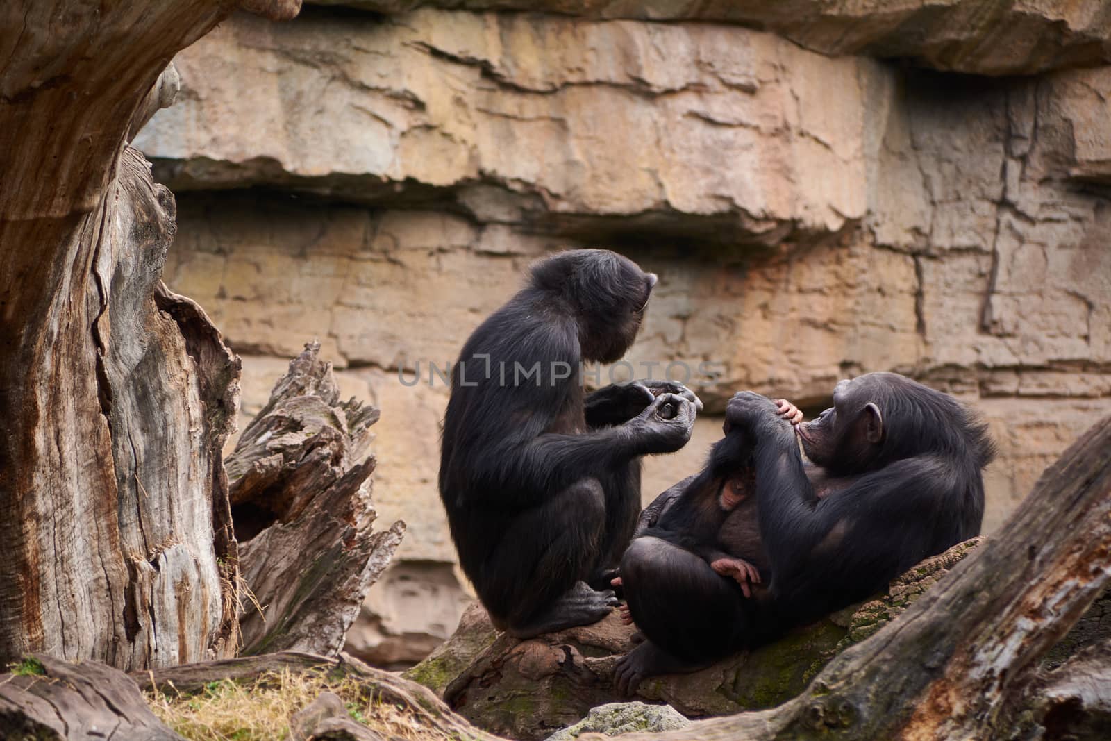 Two female chimpanzees caring for calf, mother's love, large trunk of tree