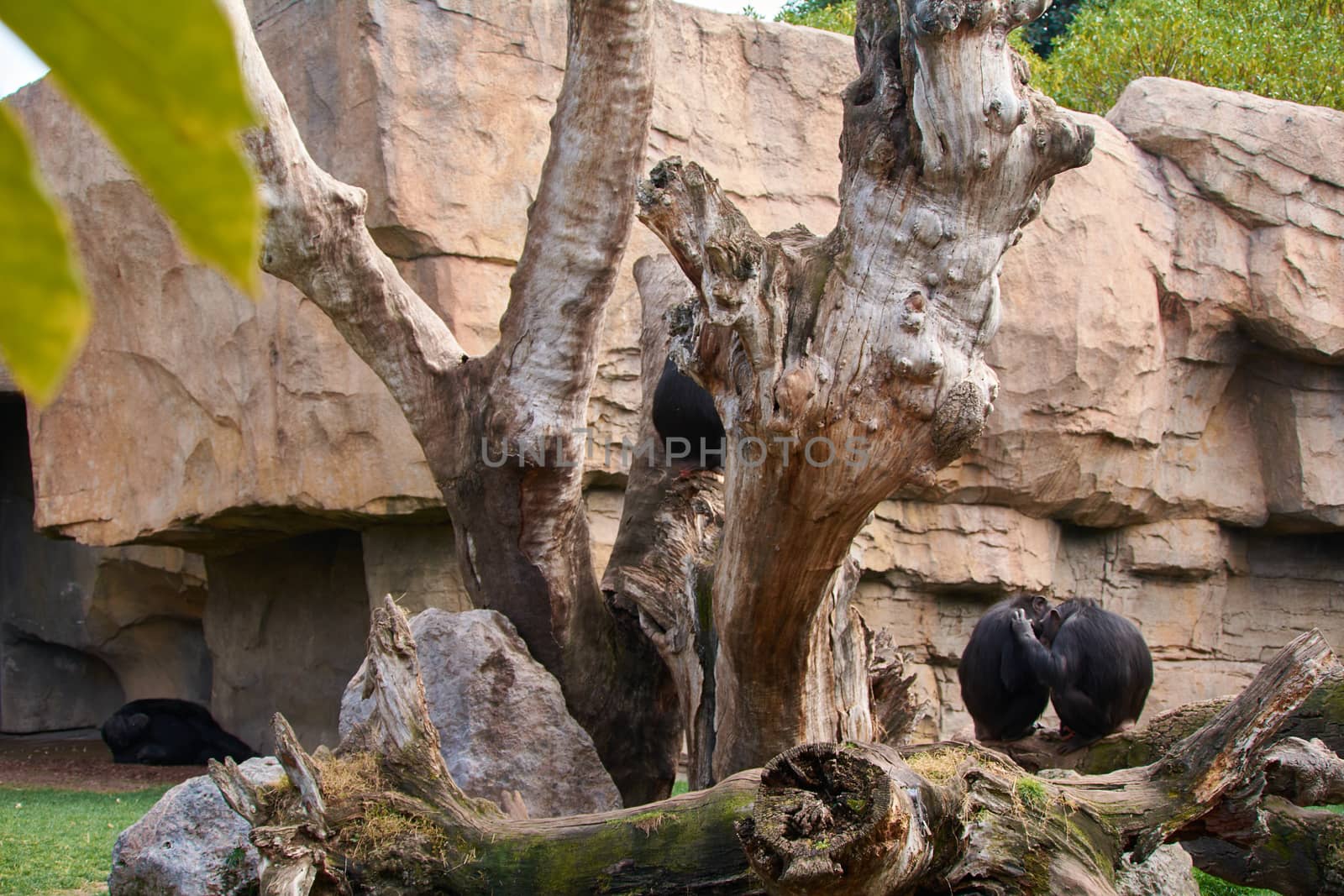 Two female chimpanzees caring for calf, mother's love, large trunk of tree