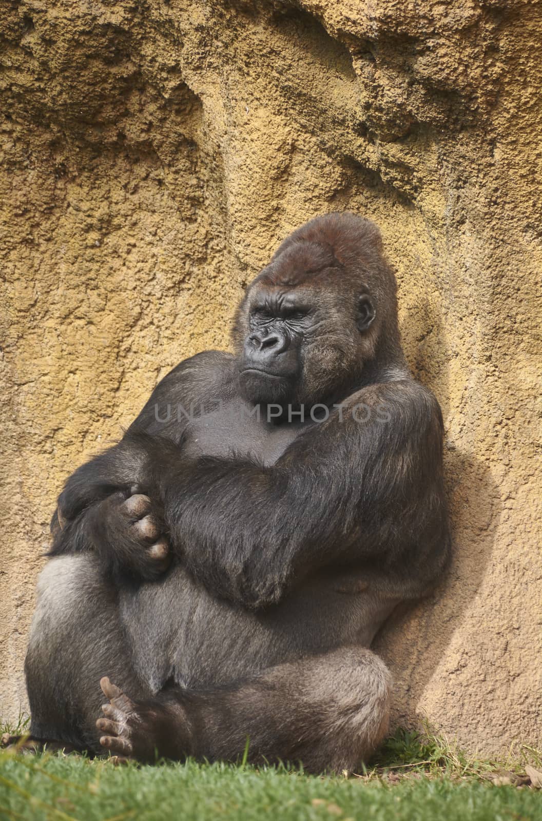 Gorilla sunbathing waiting for time to pass by raul_ruiz