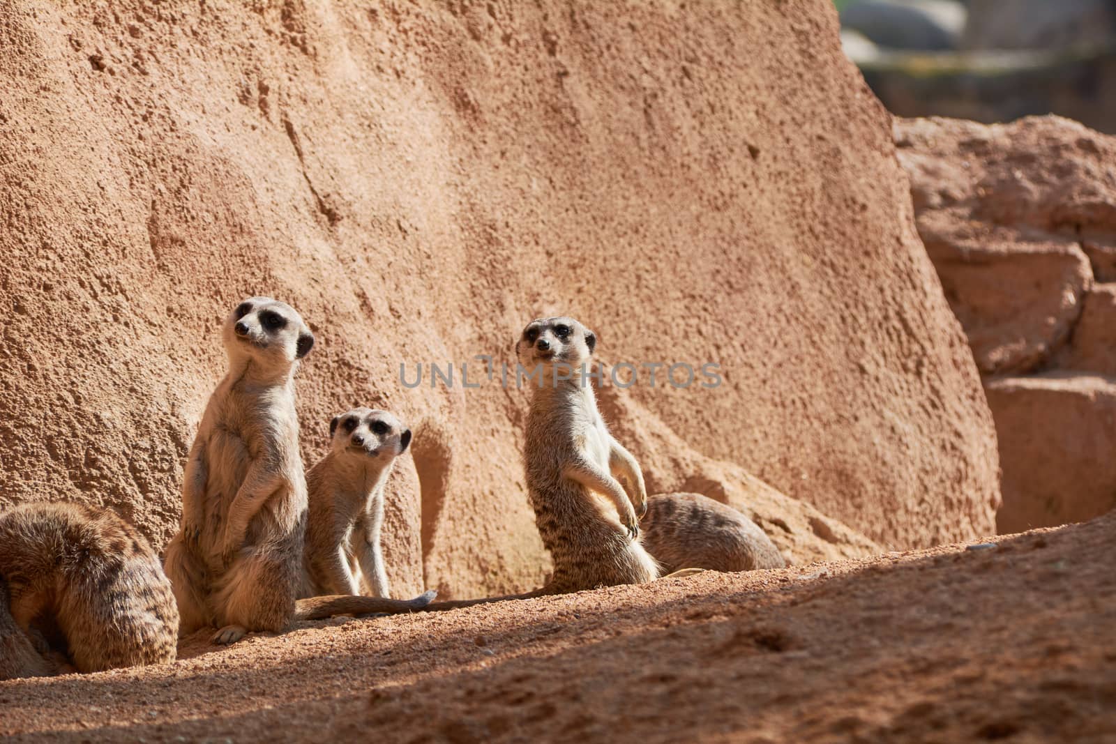 Three animals watching the dangers of nature. Gossip or alert?